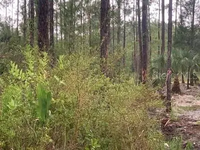 TBD Otter Drive, Webster, FL 33597 - Image #2