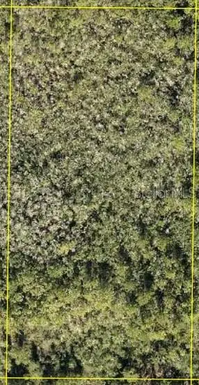 Calvin Lee, Clermont, FL 34711 - #1