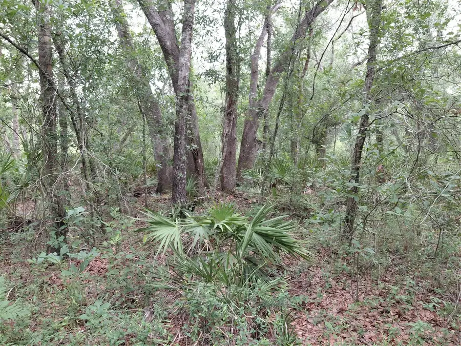 Peanut Drive, Webster, FL 33597 - #2