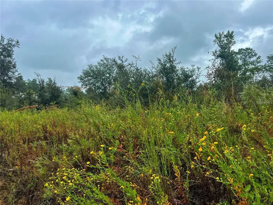 5451 NE 141 Terrace, Williston, FL 32696 - Image #3