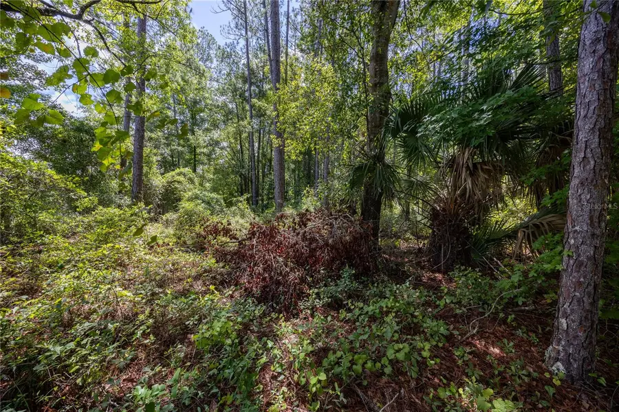 0 SE Hawthorne Road, Hawthorne, FL 32640 - Image #2