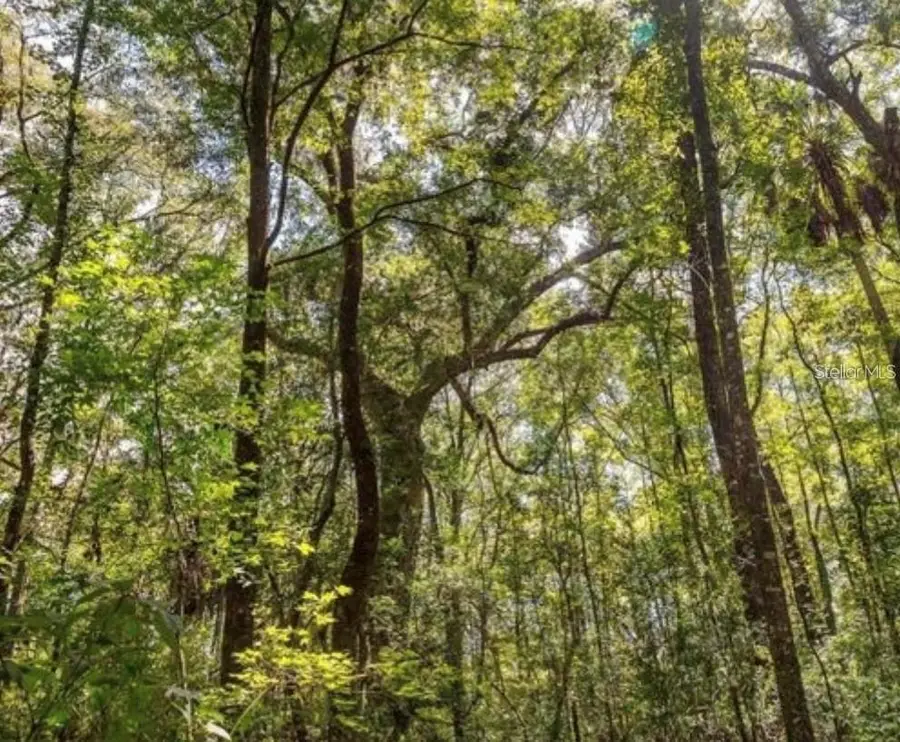 TBD NE 642nd Street, Old Town, FL 32680 - Image #3