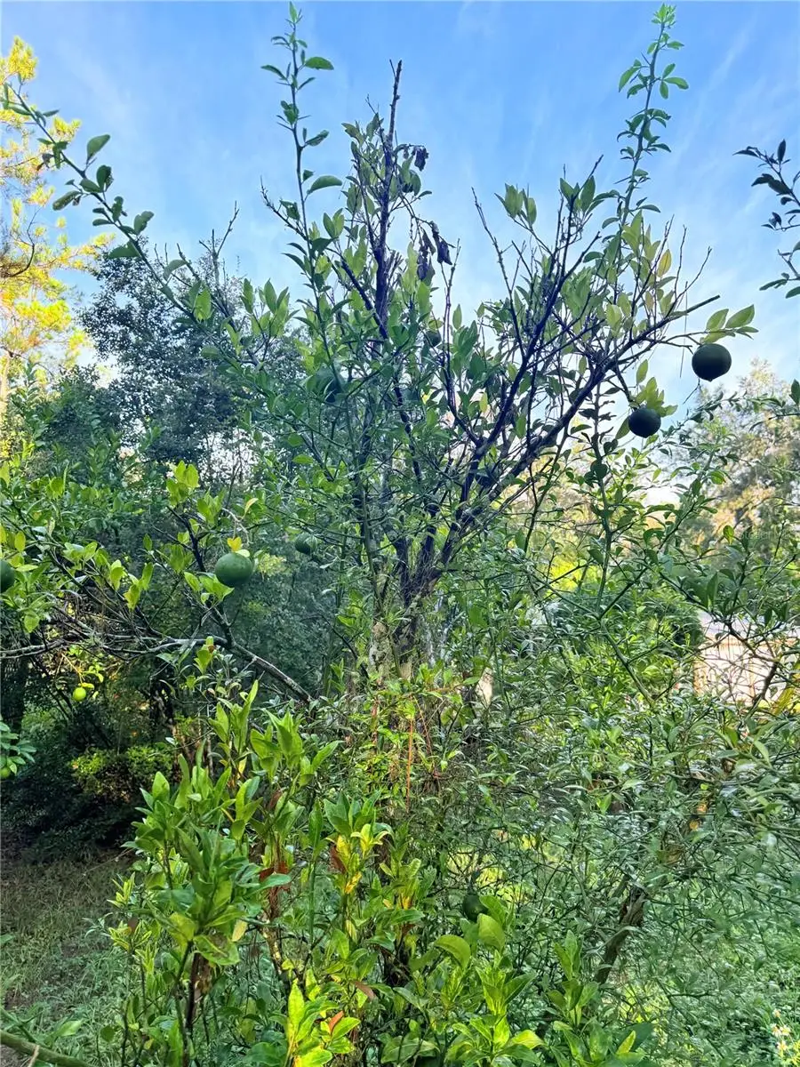 7324 NW 152 Place, Alachua, FL 32615 - Image #3