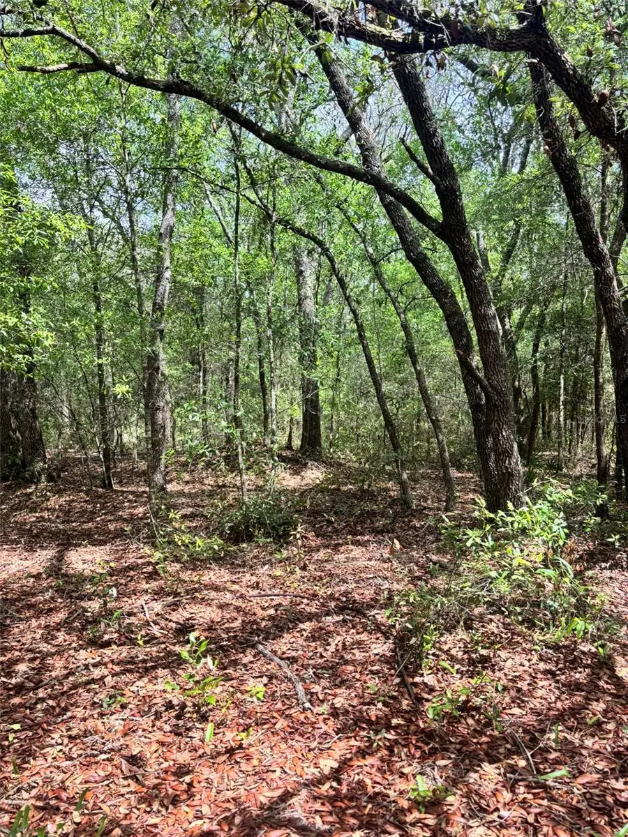83rd Lane, Bronson, FL 32621 - #3