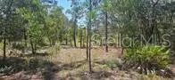 000 NE 67th Lane, Bronson, FL 32621 - #1