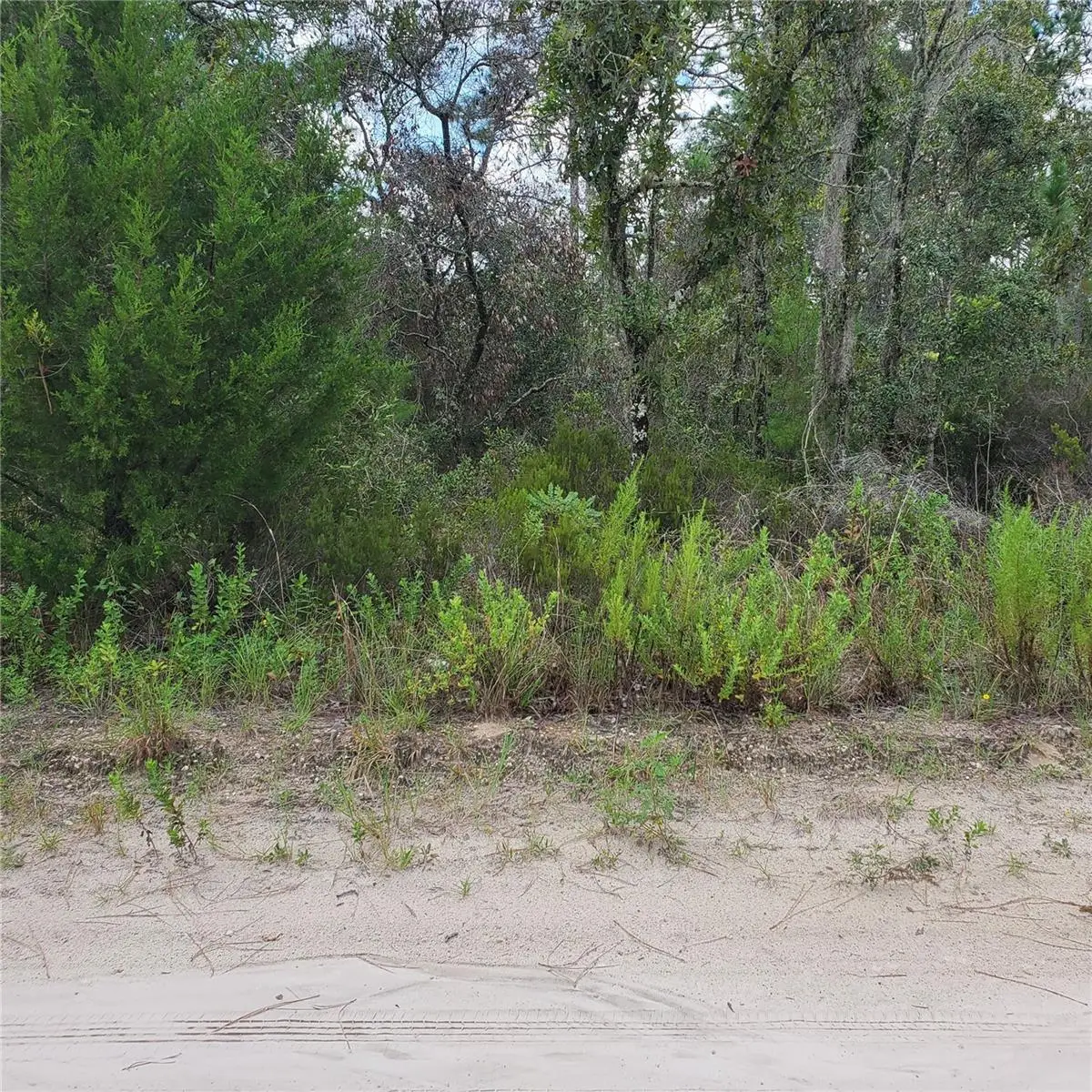 Ne 66th Lane, Williston, FL 32696 - Image #1