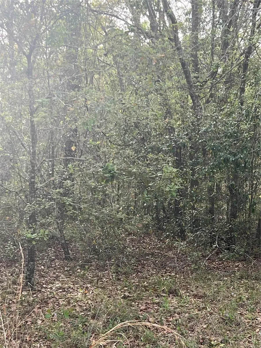 0000 NE 125th Street, Bronson, FL 32621 - Image #1