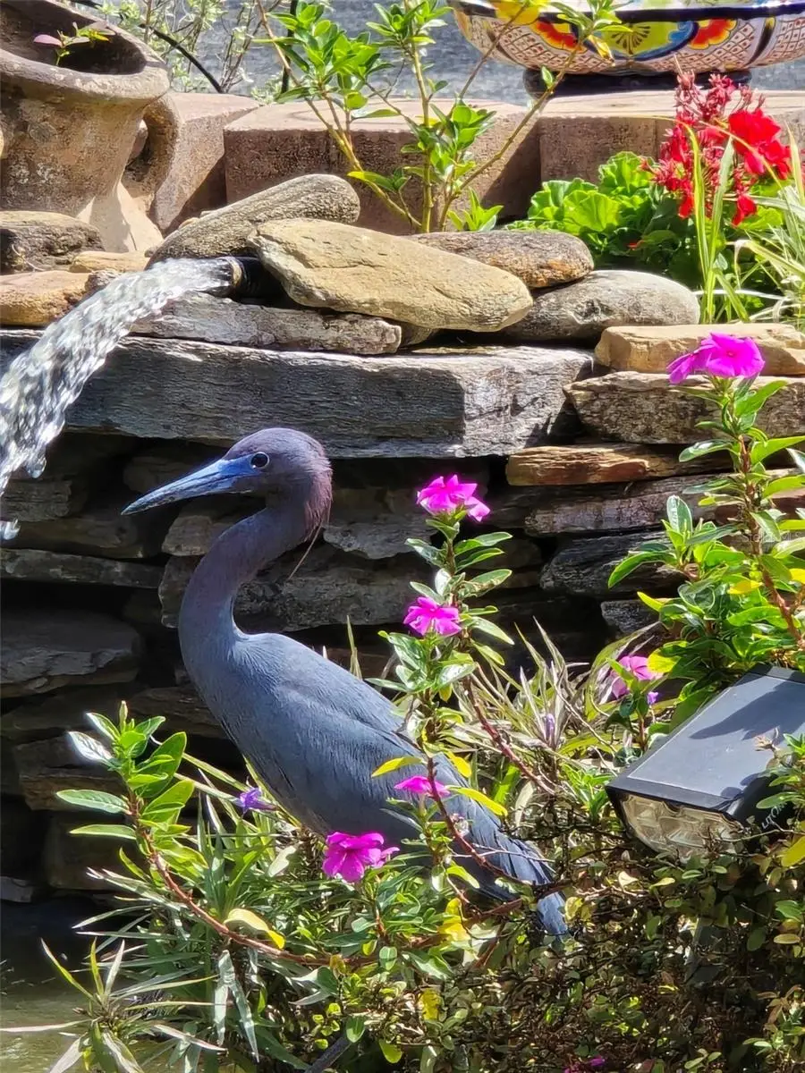 8718 Fort Shea Avenue, Orlando, FL 32822 - Image #3