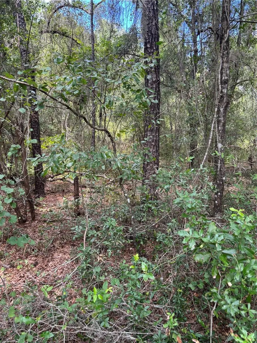 875 E Elston Place, Citrus Springs, FL 34434 - Image #2