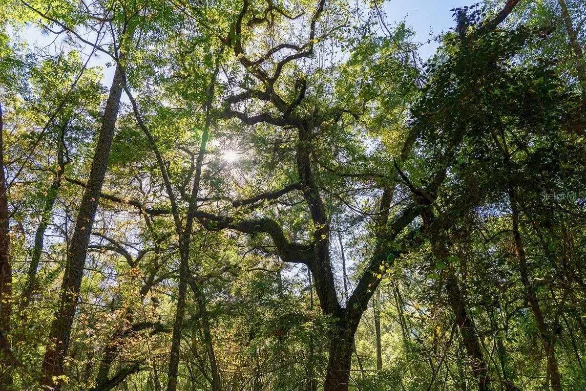 TBD 10th Terrace, Live Oak, FL 32060 - Image #1