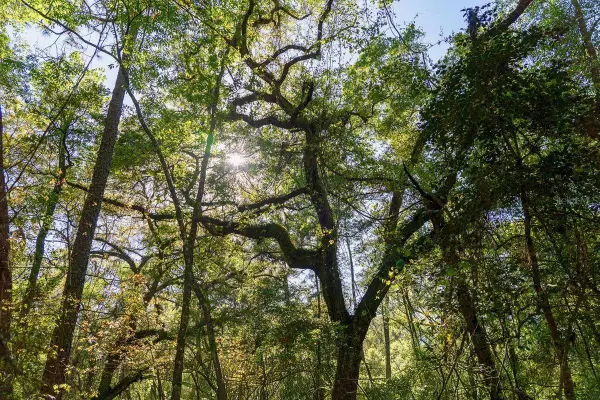 TBD 10th Terrace, LIVE OAK, FL 32060