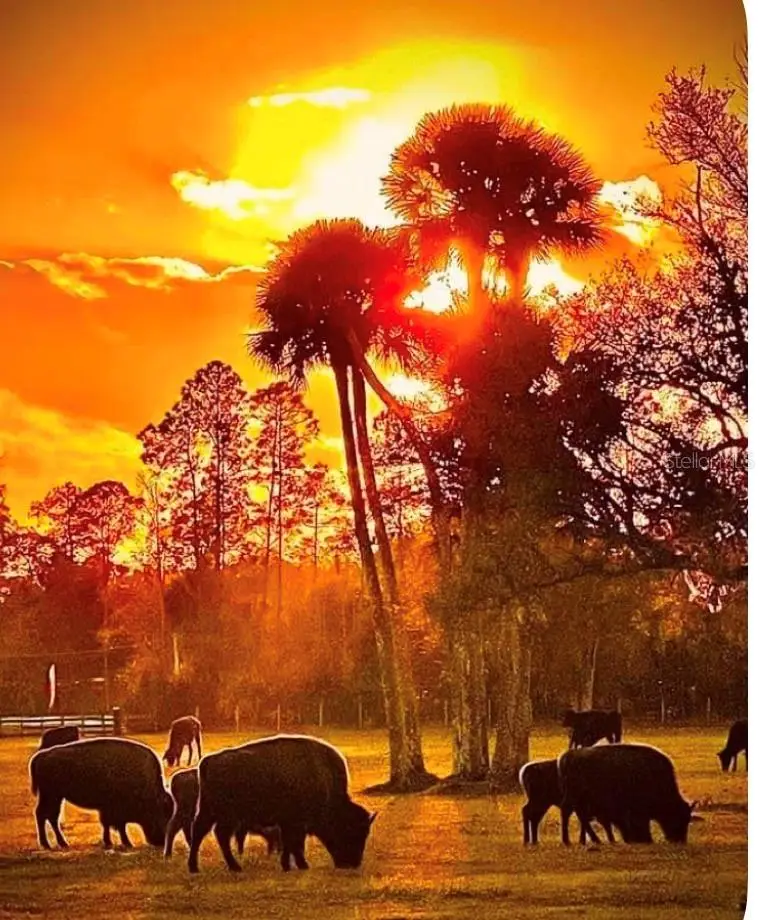 25345 E Colonial Dr, Christmas, FL 32709 - #2