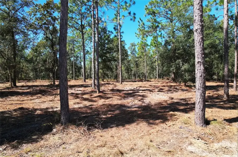 NE 16th Place, Williston, FL 32696 - #3