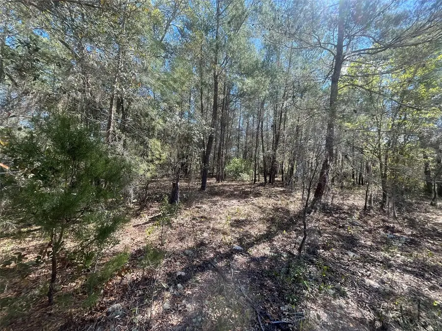 Kitty, Interlachen, FL 32148 - #3