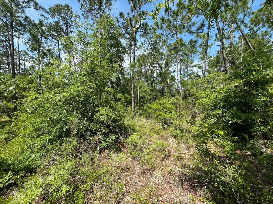 Holly Springs Avenue, Alford, FL 32420 - Image #3