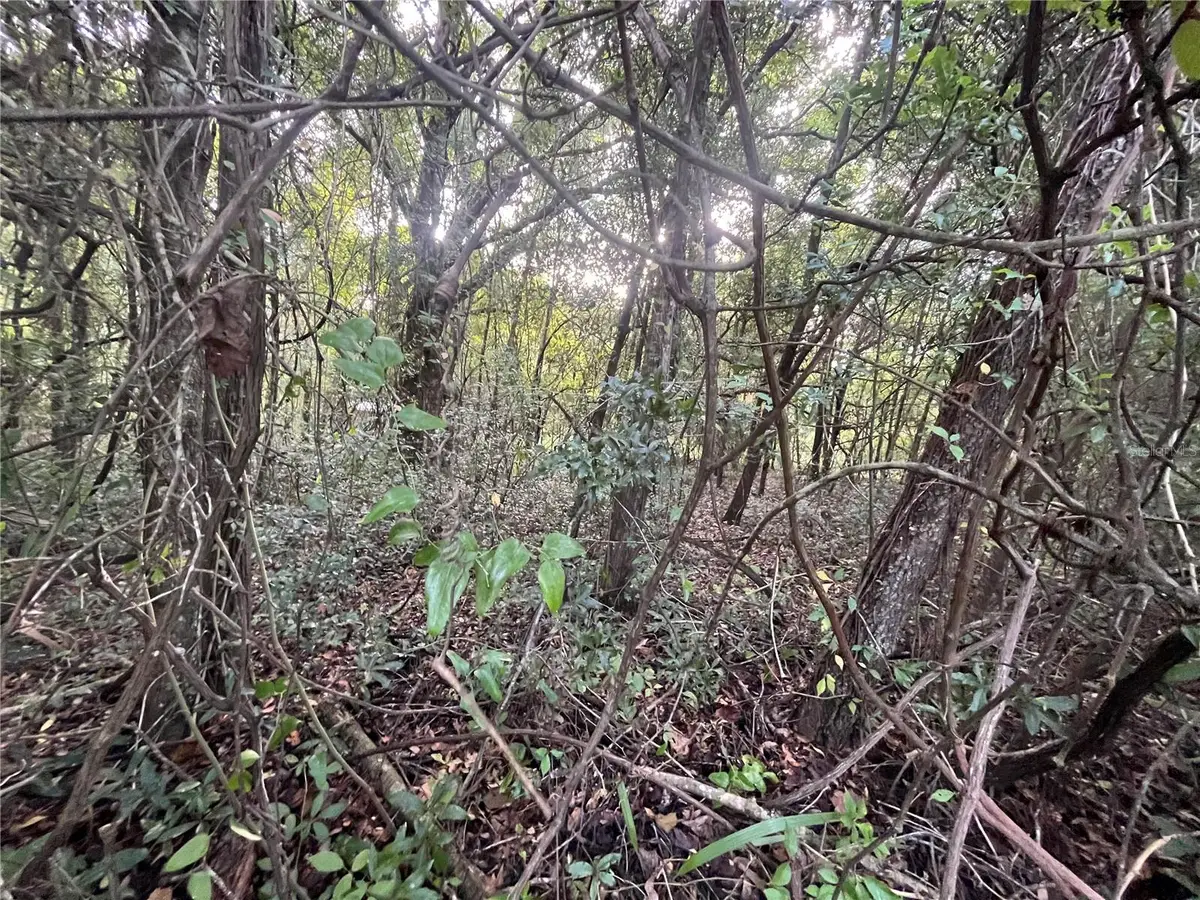 915 Annette Avenue, Interlachen, FL 32148 - #1