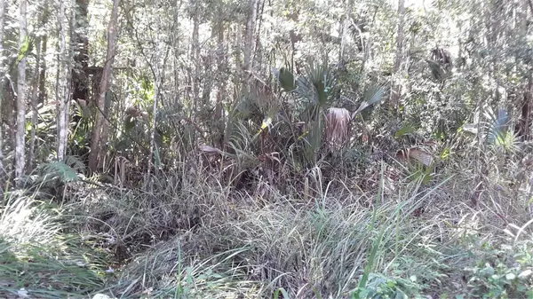 NE 37th Terrace Terrace, CITRA, FL 32113