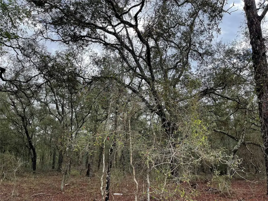 Lot 8 NE 120 Avenue, Williston, FL 32696 - Image #2
