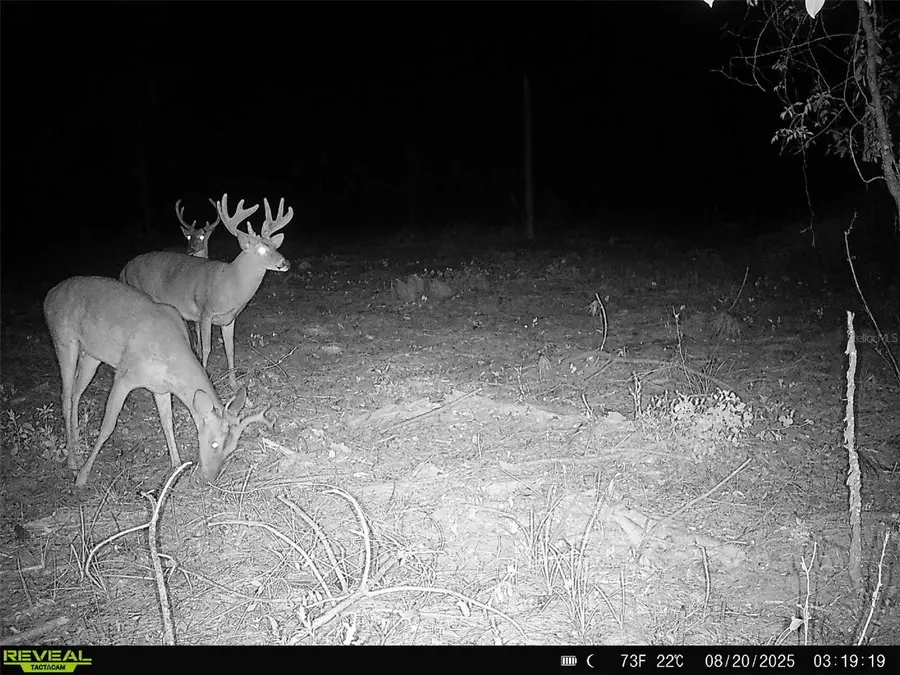 Sw County Road 249, Jasper, FL 32052 - Image #3