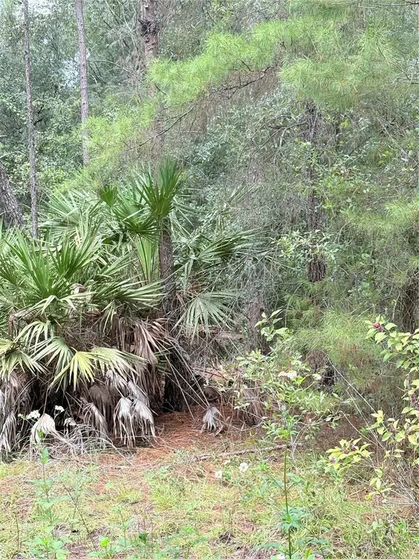 00 NE 237th Place, SALT SPRINGS, FL 32134