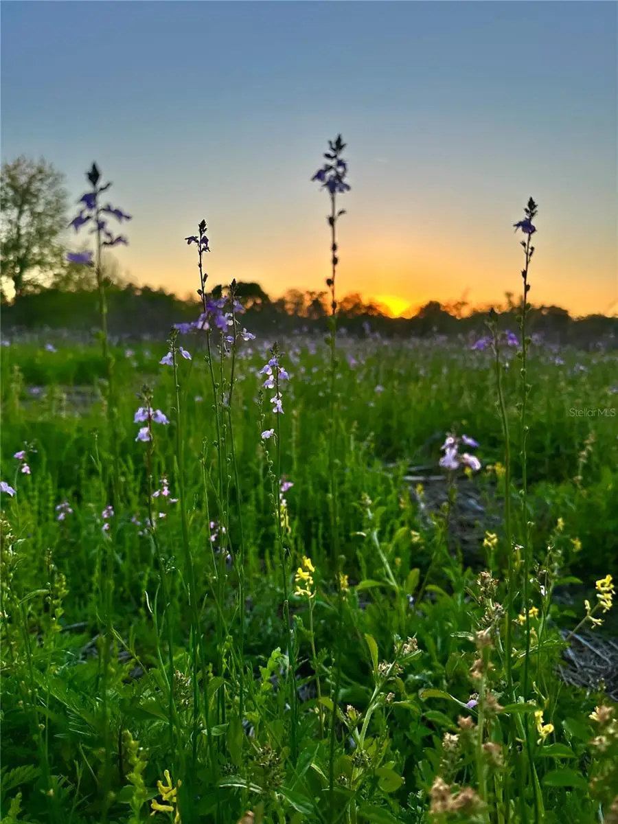 13844 NW 21st Court, Citra, FL 32113 - Image #3