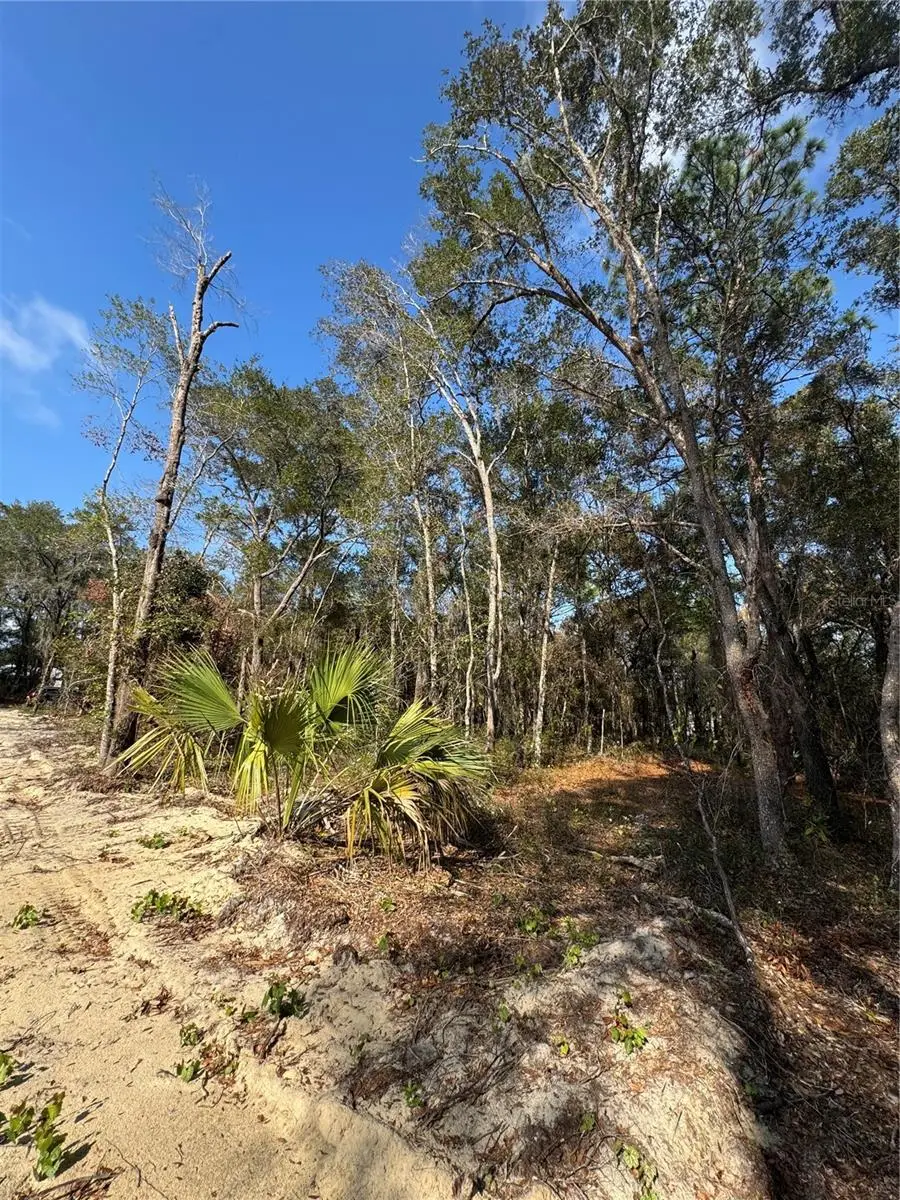 Locust Radial, Ocala, FL 34472 - Image #3