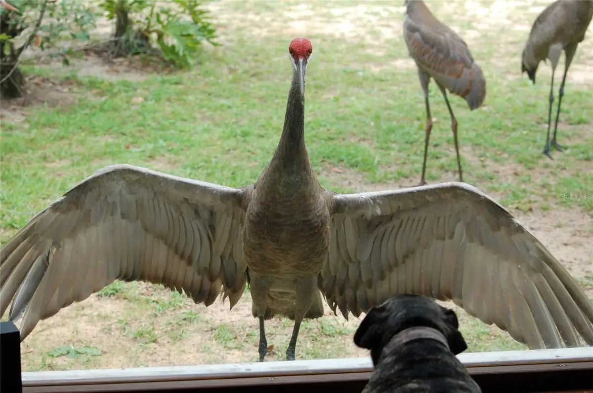 13668 NE 226th Avenue Road, Salt Springs, FL 32134 - Image #1