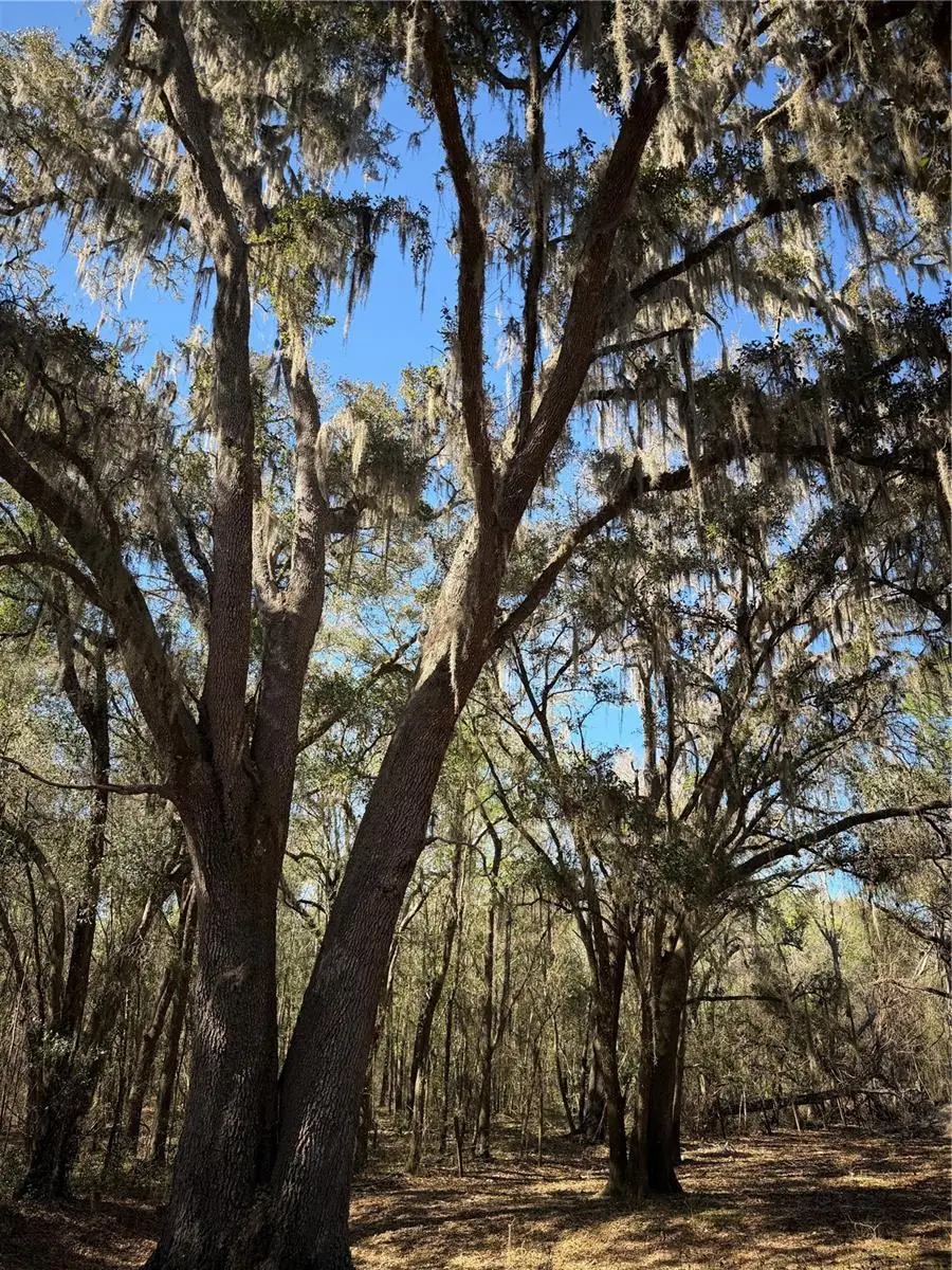 10550 NW 115th Avenue, Reddick, FL 32686 - #3