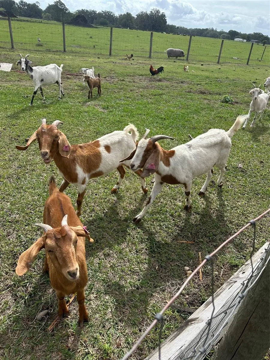 15120 SE 85th Street, Ocklawaha, FL 32179 - #3