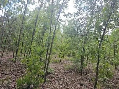 00 SW 90 Street, Dunnellon, FL 34432 - #3