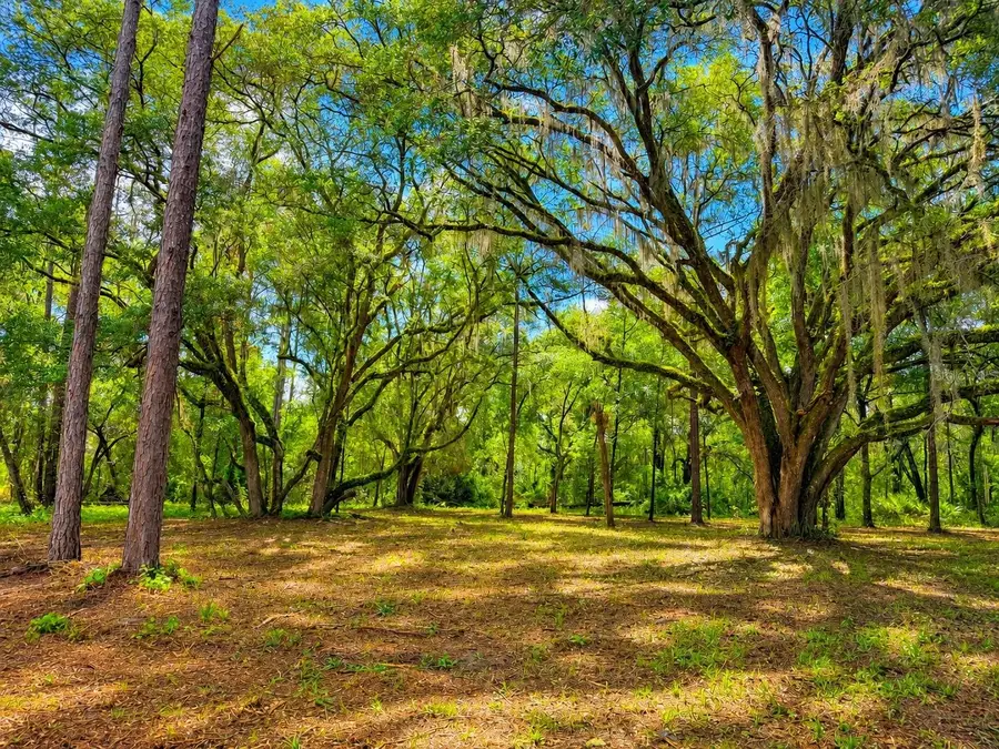 11ac NE Hwy 315, Fort McCoy Anthony, FL 32134 - #2
