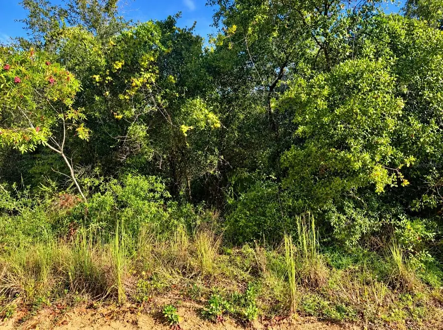 TBD NE 133rd Street, Salt Springs, FL 32134 - #3