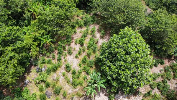 Comm Salicetti-batista 129, ADJUNTAS, PR 00601