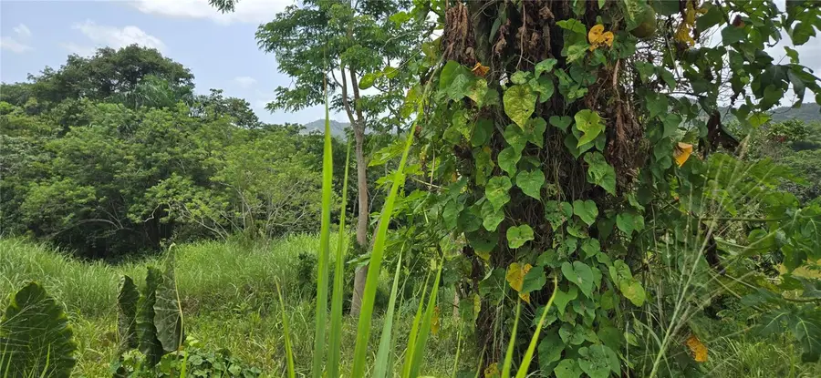 Km 9.1 Sr-829 Int Lot 7 Km 9.1, Bayamon, PR 00958 - Image #3