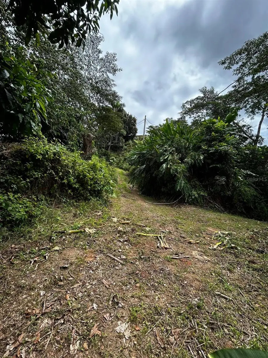 Barrio Pezuelas Sector Tres Cruces, Lares, PR 00669 - Image #3