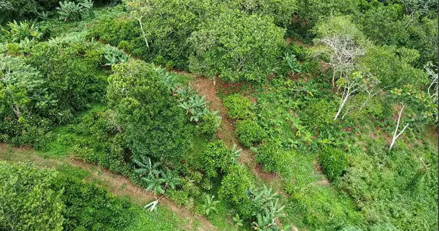 Camino Patria Rullan, Utuado, PR 00641 - Image #2