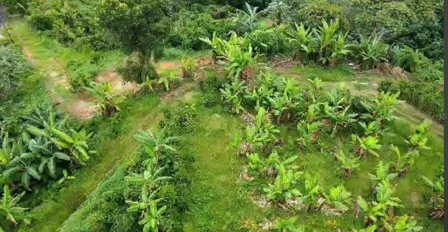 Camino Patria Rullan, Utuado, PR 00641 - Image #3