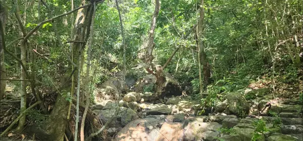 Carr. 412, Km. 4.8 Calle Pascual Nieves, Bo. Calvache, RINCON, PR 00677