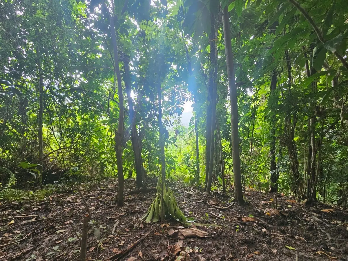 PR 970 Maizales Ward, Naguabo, PR 00718 - #1