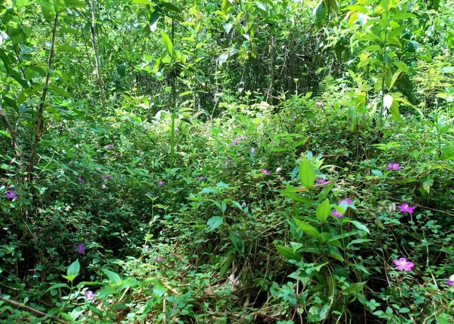 14, Camino Frank Ortiz Km 12.3, Mayaguez, PR 00680 - #2