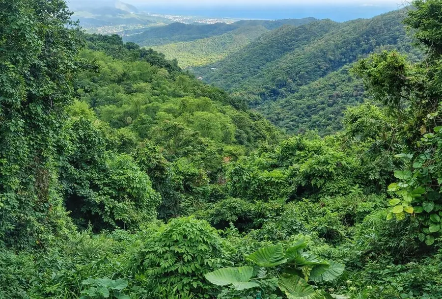 15 km 10.8 Bo Las Palmas, Guayama, PR 00784 - #3