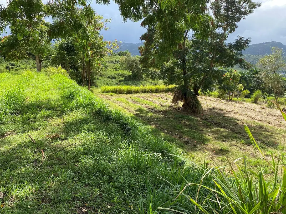 Quebrada Grande, Trujillo Alto, PR 00976 - #1