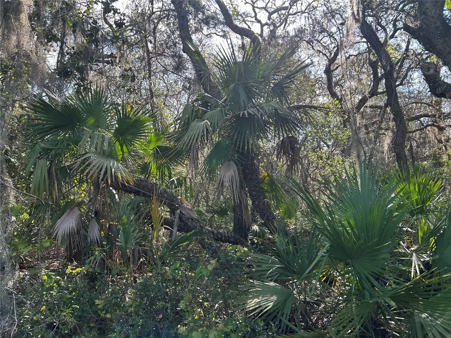 County Road 445a, Astor, FL 32102 - #2