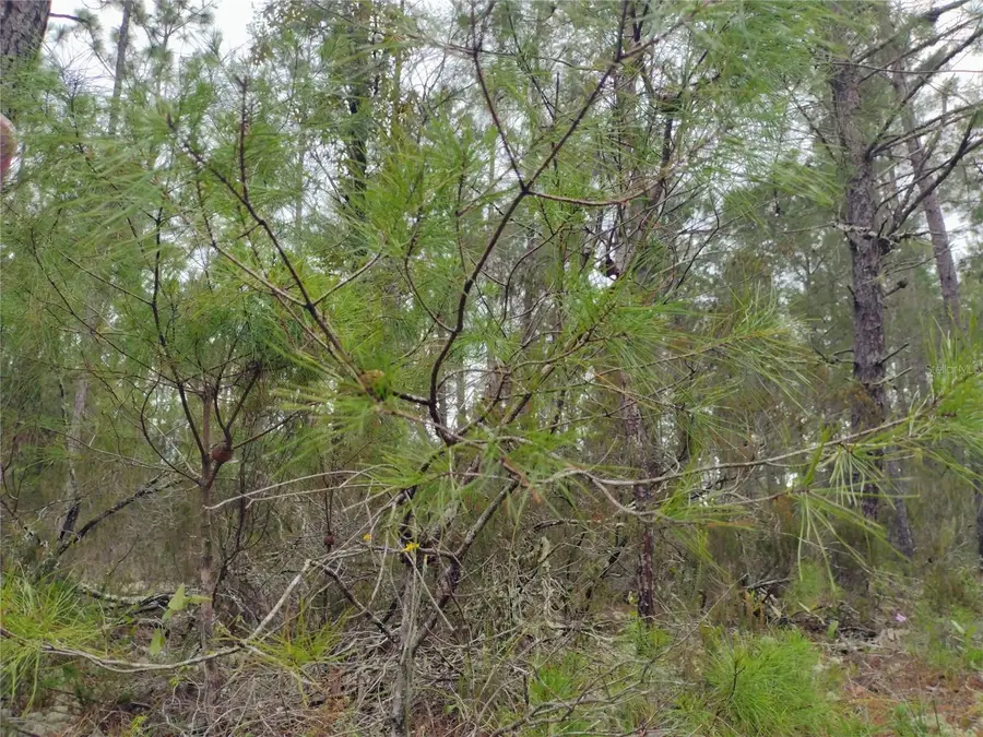 171 7th Way, Interlachen, FL 32148 - Image #3