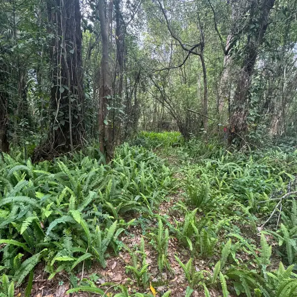 Jones Avenue, SANFORD, FL 32773