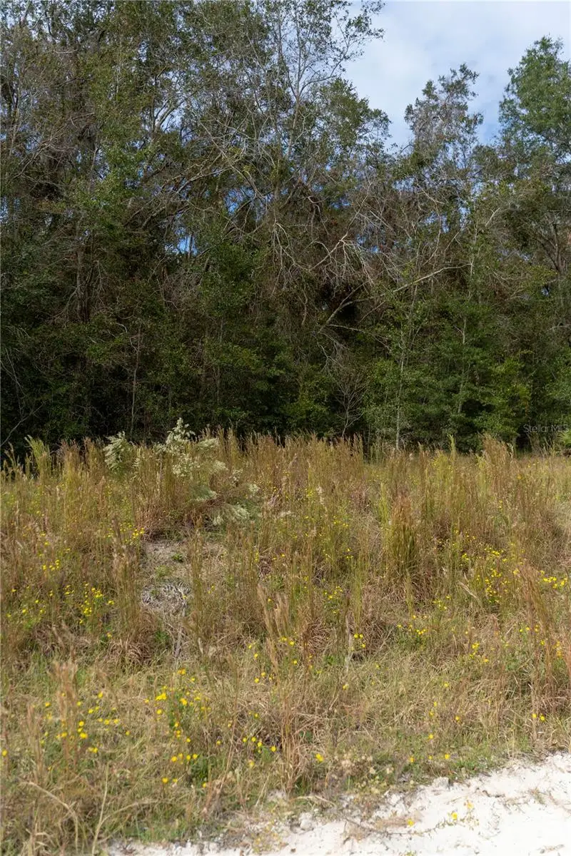 Ne 825th St, Old Town, FL 32680 - Image #3