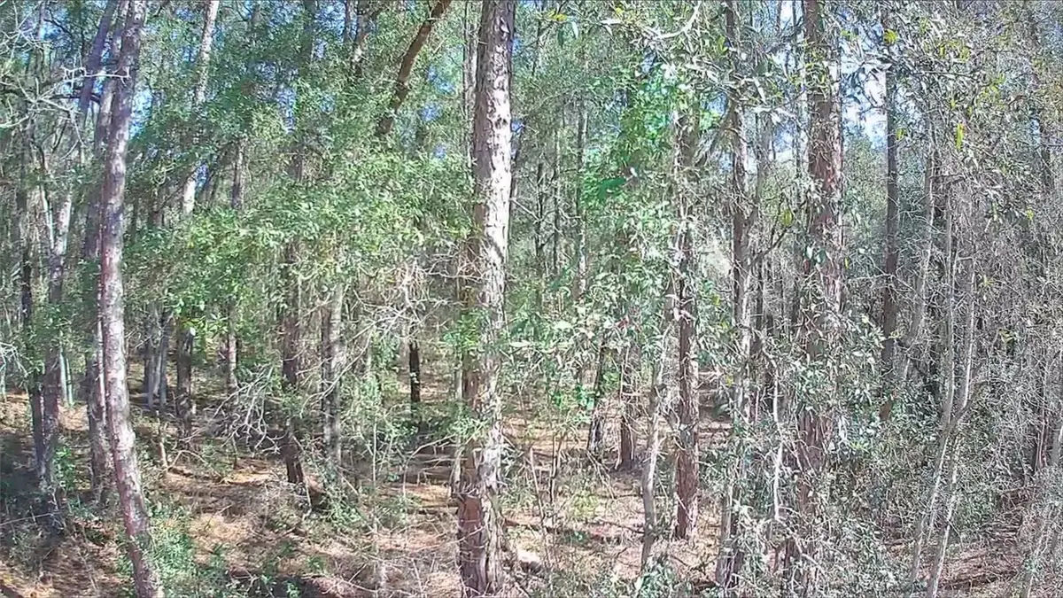 8587 N Stern Way, Citrus Springs, FL 34434 - #1