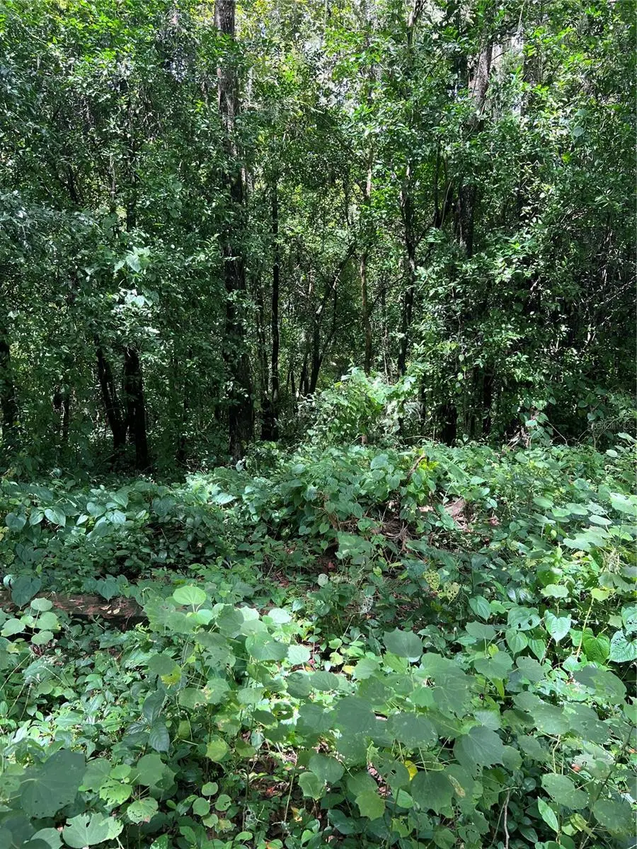 18293 Annutalaga Avenue, Brooksville, FL 34601 - Image #3