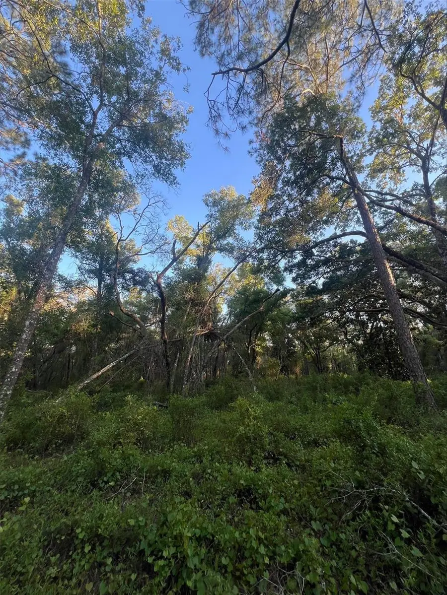 Pinon Drive, Webster, FL 33597 - Image #3