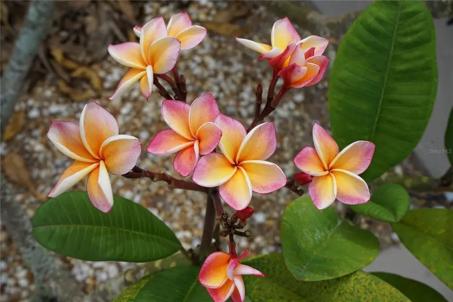 317 Green Manor Way #38 B, Sun City Center, FL 33573 - Image #3